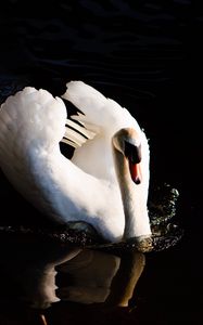 Preview wallpaper swan, bird, water, reflection, splashes