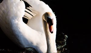 Preview wallpaper swan, bird, water, reflection, splashes