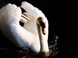 Preview wallpaper swan, bird, water, reflection, splashes