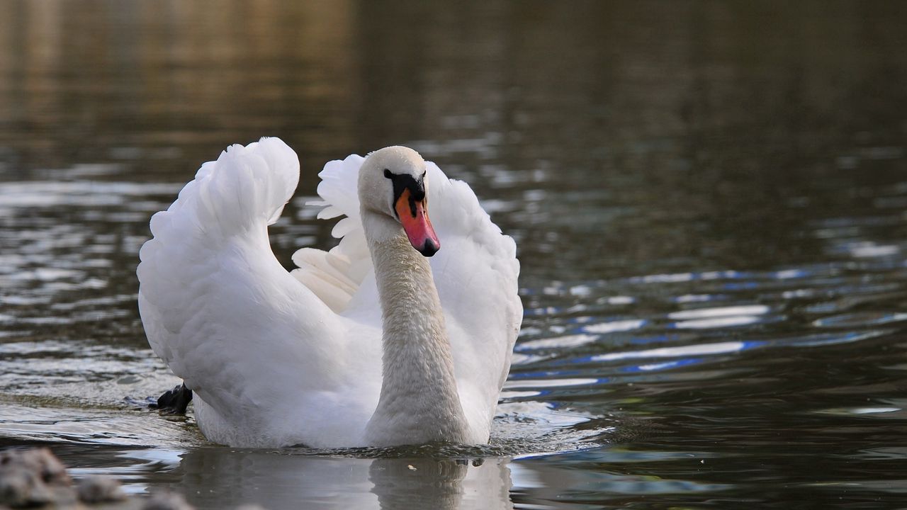 Wallpaper swan, bird, water, swim, feathers