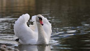 Preview wallpaper swan, bird, water, swim, feathers