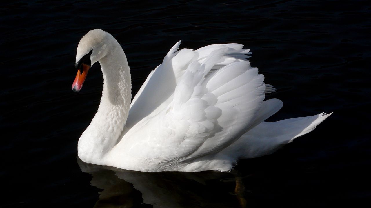 Wallpaper swan, bird, water, swim, black background