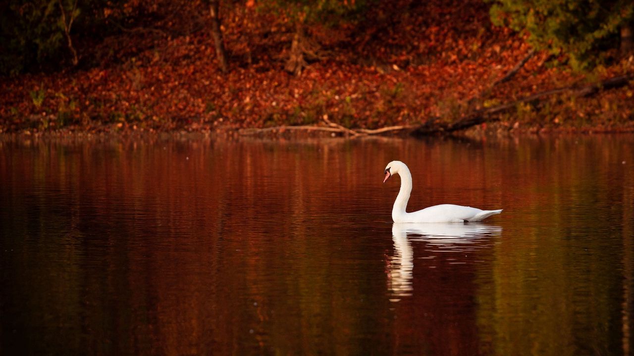 Wallpaper swan, bird, water, swim