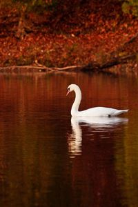 Preview wallpaper swan, bird, water, swim