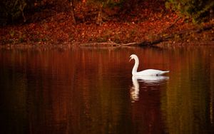 Preview wallpaper swan, bird, water, swim