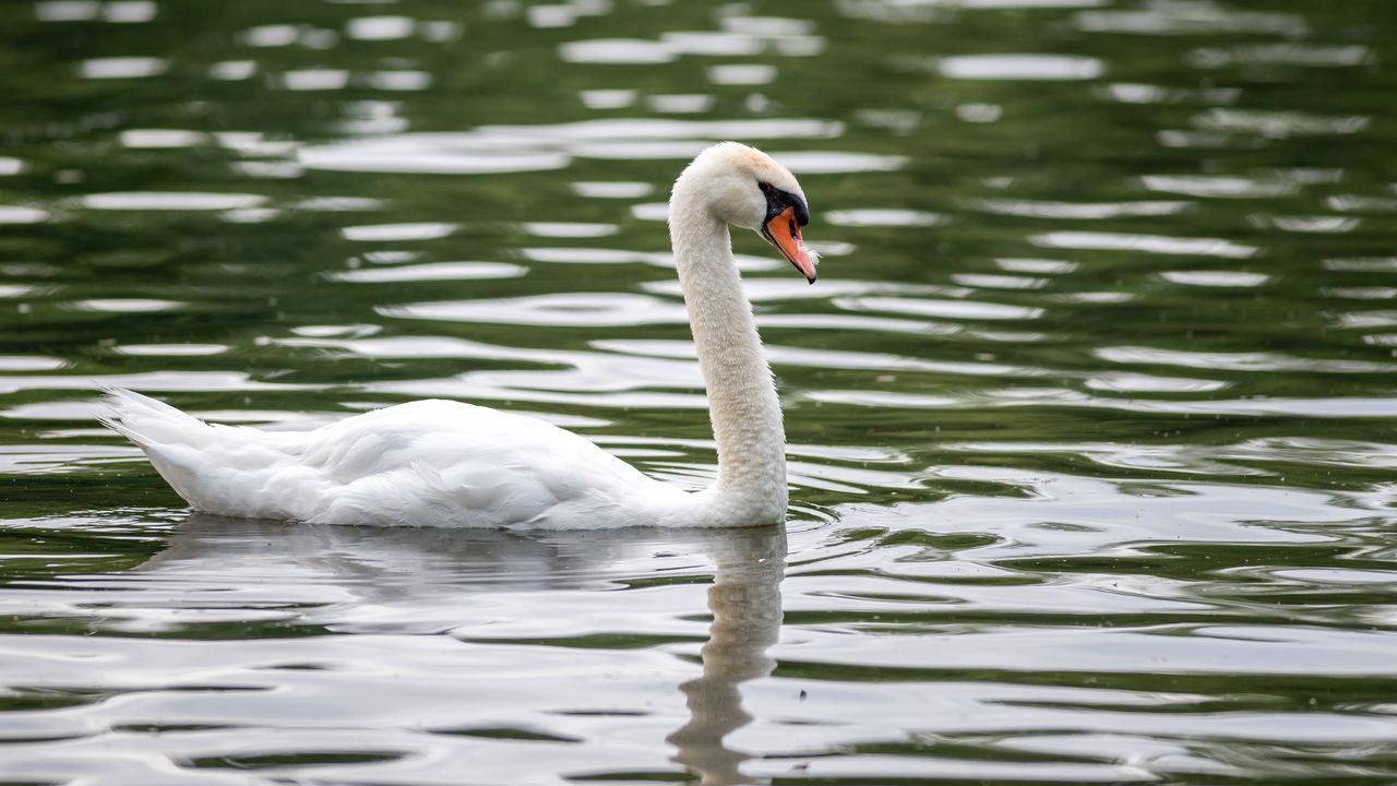 Wallpaper swan, bird, white, beak, river, water