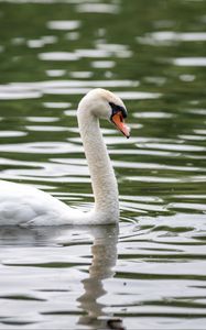 Preview wallpaper swan, bird, white, beak, river, water