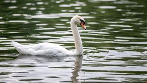 Preview wallpaper swan, bird, white, beak, river, water