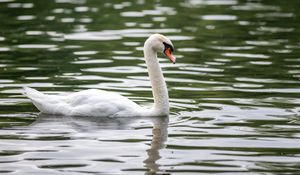 Preview wallpaper swan, bird, white, beak, river, water