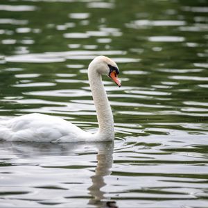 Preview wallpaper swan, bird, white, beak, river, water