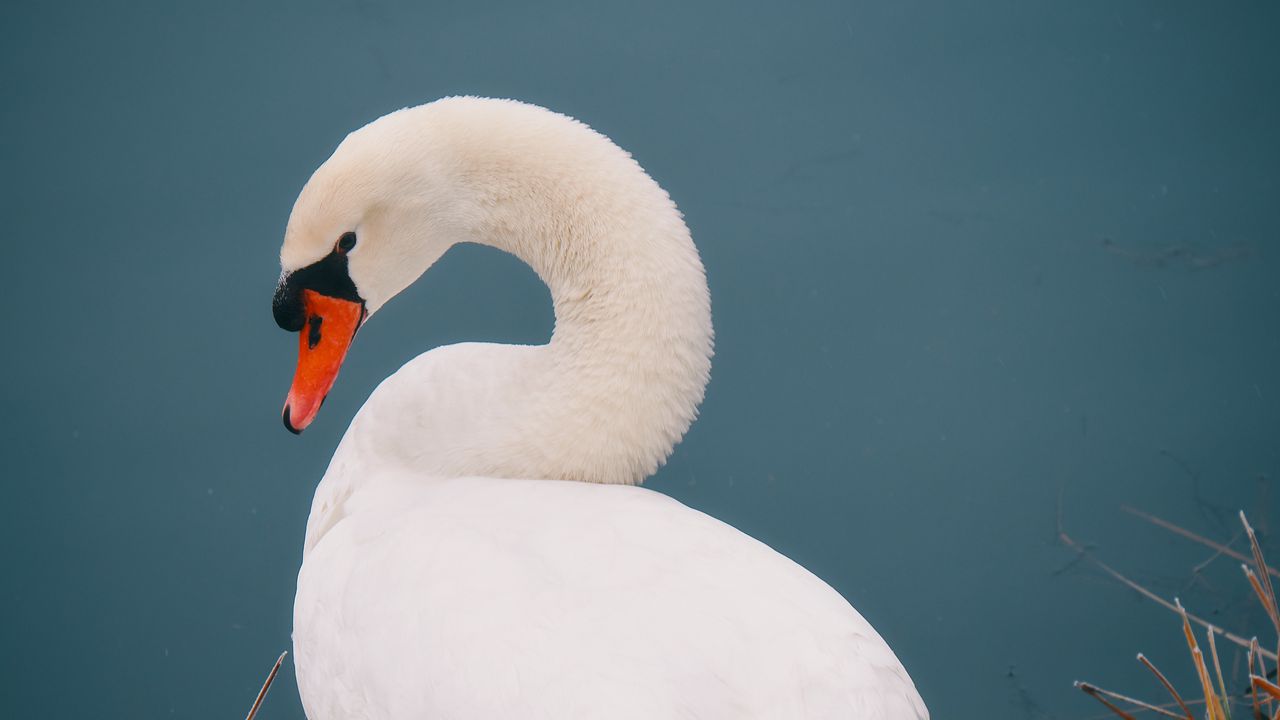 Wallpaper swan, bird, white, water