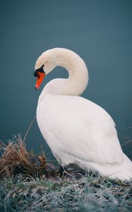 Preview wallpaper swan, bird, white, water