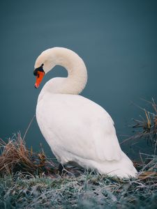 Preview wallpaper swan, bird, white, water