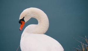 Preview wallpaper swan, bird, white, water