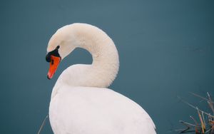 Preview wallpaper swan, bird, white, water