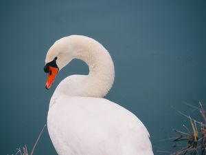 Preview wallpaper swan, bird, white, water