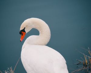 Preview wallpaper swan, bird, white, water