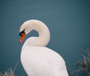 Preview wallpaper swan, bird, white, water