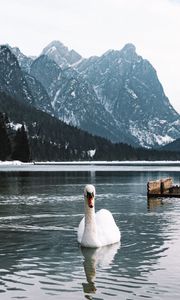 Preview wallpaper swan, bird, white, lake, water