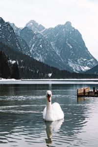 Preview wallpaper swan, bird, white, lake, water