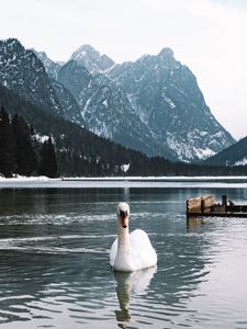 Preview wallpaper swan, bird, white, lake, water