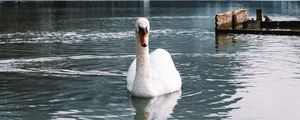 Preview wallpaper swan, bird, white, lake, water