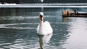 Preview wallpaper swan, bird, white, lake, water