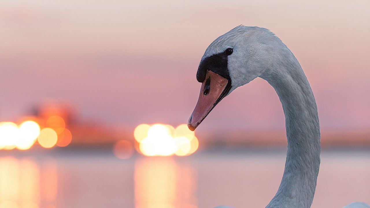 Wallpaper swan, bird, white, lights, blur