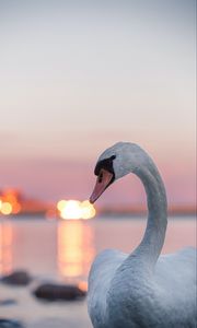 Preview wallpaper swan, bird, white, lights, blur