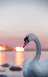 Preview wallpaper swan, bird, white, lights, blur