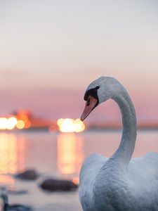 Swan old mobile, cell phone, smartphone wallpapers hd, desktop backgrounds  240x320, images and pictures