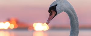Preview wallpaper swan, bird, white, lights, blur