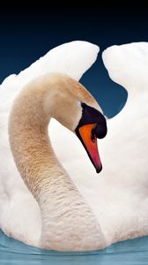Preview wallpaper swan, bird, white, wings, grace