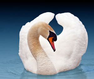 Preview wallpaper swan, bird, white, wings, grace