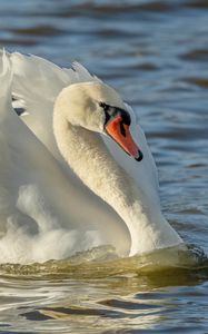 Preview wallpaper swan, bird, white, water, beak