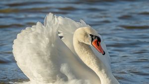 Preview wallpaper swan, bird, white, water, beak