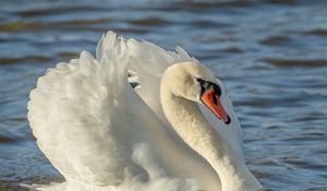 Preview wallpaper swan, bird, white, water, beak