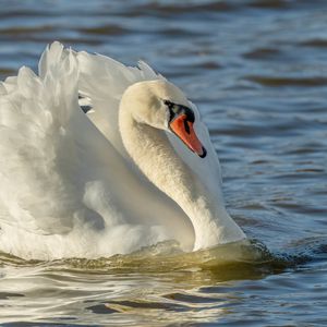 Preview wallpaper swan, bird, white, water, beak