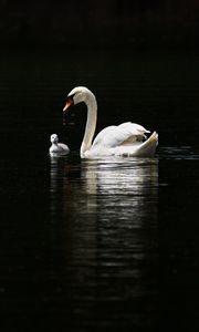 Preview wallpaper swan, birds, water