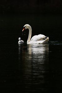 Preview wallpaper swan, birds, water