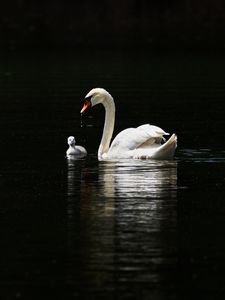 Preview wallpaper swan, birds, water