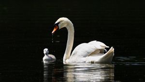 Preview wallpaper swan, birds, water