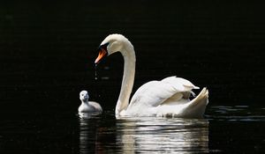 Preview wallpaper swan, birds, water