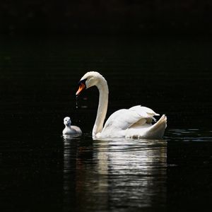 Preview wallpaper swan, birds, water