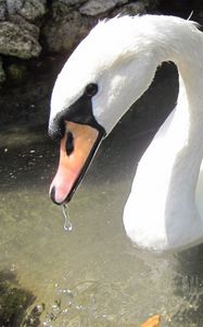 Preview wallpaper swan, birds, water, beak, swim