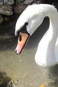 Preview wallpaper swan, birds, water, beak, swim