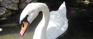 Preview wallpaper swan, birds, water, beak, swim