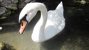 Preview wallpaper swan, birds, water, beak, swim