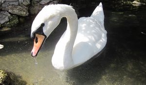 Preview wallpaper swan, birds, water, beak, swim