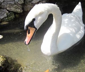 Preview wallpaper swan, birds, water, beak, swim